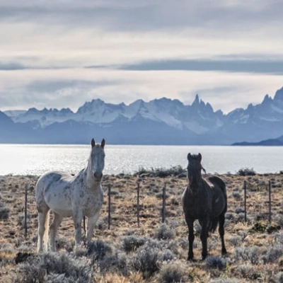 Deux chevaux au bord du Lago Argentino 
