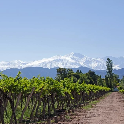 Vue sur les andes et les vignobles de Mendoza