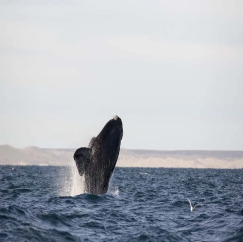 Une baleine sortie des eaux de la Péninsule de Valdès 