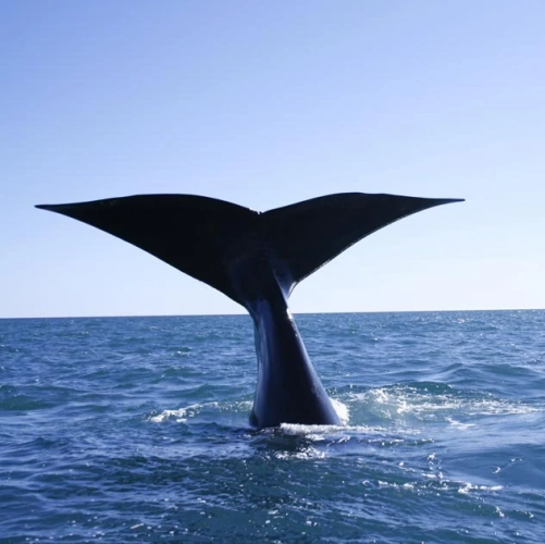 Une queue de baleine dans les eaux de la Péninsule de Valdès