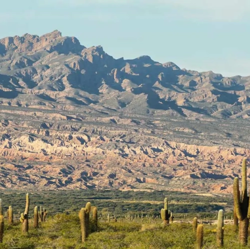 Vue sur les cactus et les montagnes du Parc National Los Cardones