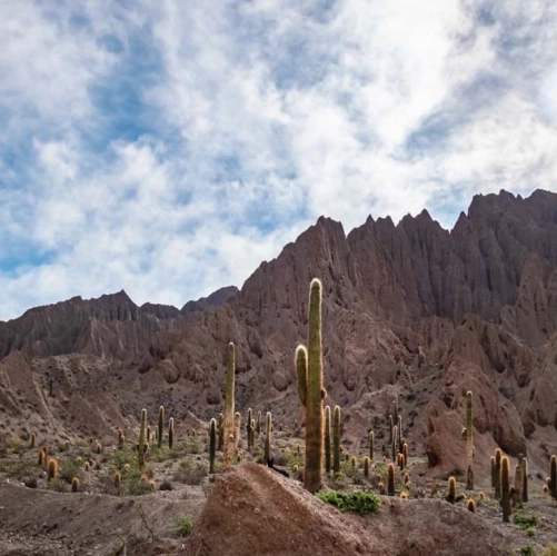 Cactus et montagnes de la Quebrada del Toro 