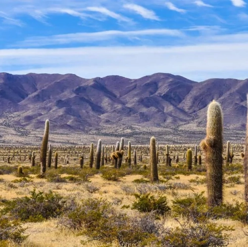 Les cactus du Parc National Los Cardones 