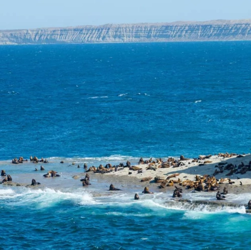 Une colonie de lions de mer sur la Péninsule de Valdés
