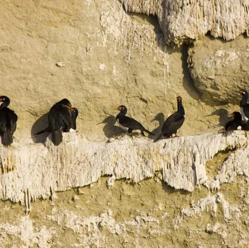 Des cormorans à cou noir dans la Péninsule de Valdès