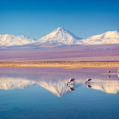 Des flamants roses dans la laguna Chaxa du Salar de Atacama