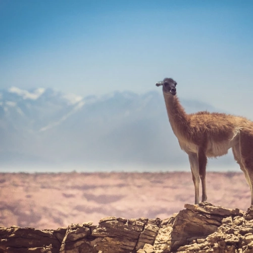 Un lama dans le parc de Ischigualasto 