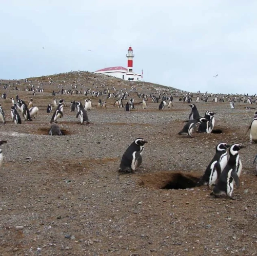 Colonie de manchots sur la Isla Magdalena