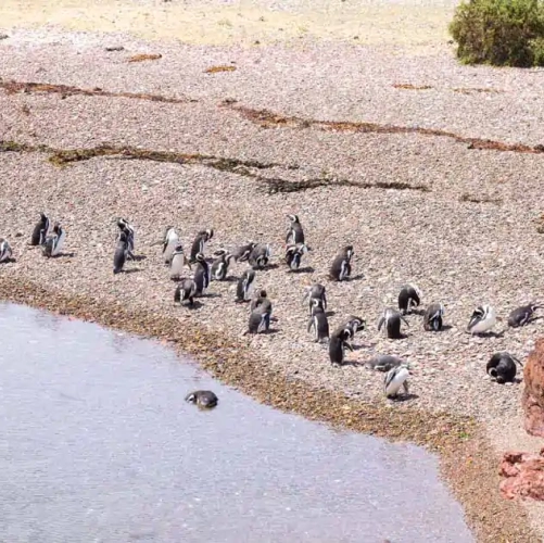 Les manchots de Magellan dans la Réserve de Punta Tombo