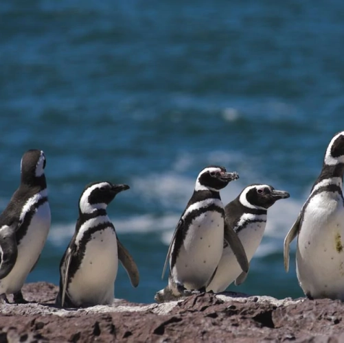 Les manchots de Magellan dans la réserve de Punta Tombo 
