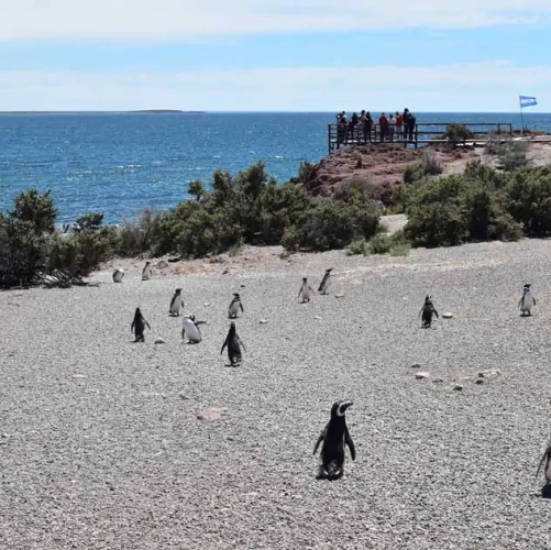 Des manchots de Magellan dans la réserve de Punta Tombo