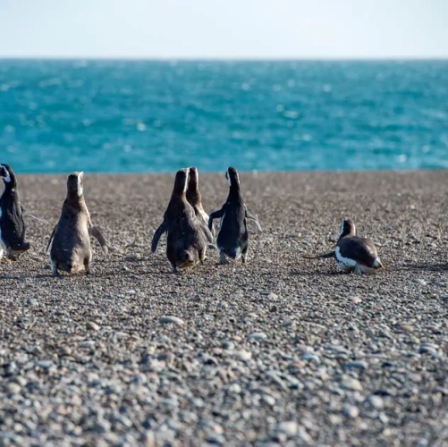 Des manchots dans la Réserve de Punta Tombo