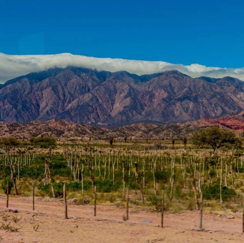 Vue sur les montagnes et les vignobles de Cafayate 