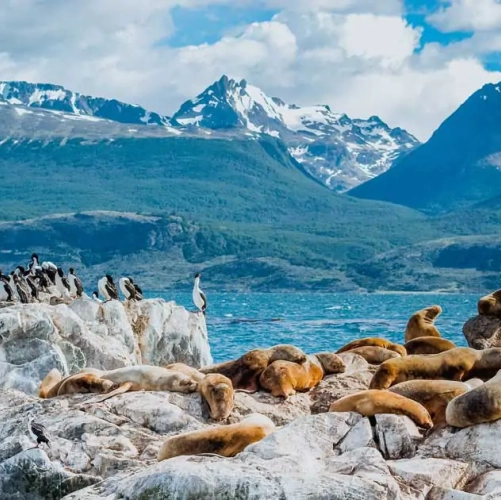 Les phoques et oiseaux sur le Canal de Beagle 