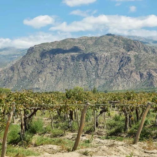 Plantations de la région de Cafayate