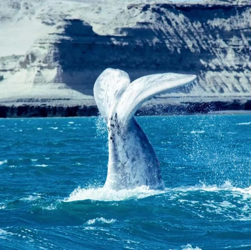 Une queue de baleine émergeant de l'eau dans la Péninsule de Valdès 