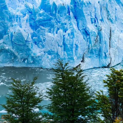 Contraste de couleurs entre les sapins verts et le bleu intense du Perito Moreno