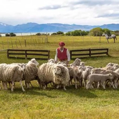 Troupeau de Moutons de l'Estancia El Galpon del Glaciar