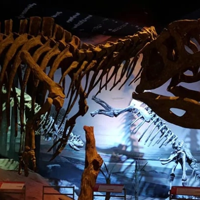 Squelette de T-Rex au MEF 