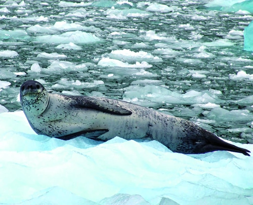 Phoque léopard sur la glace au Chili
