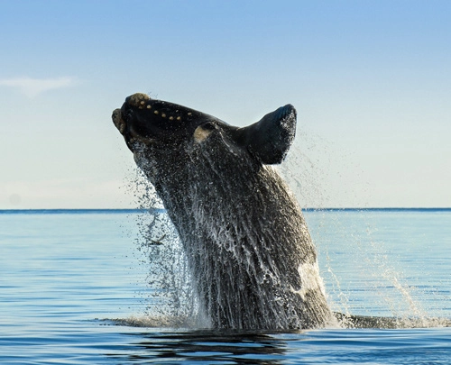 Saut de baleine au large de Puerto Madryn en Argentine