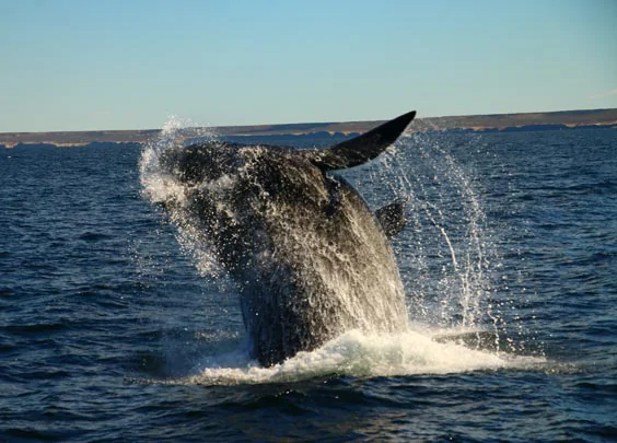 Saut d'une baleine franche dans les eaux de la Péninsule de Valdés 