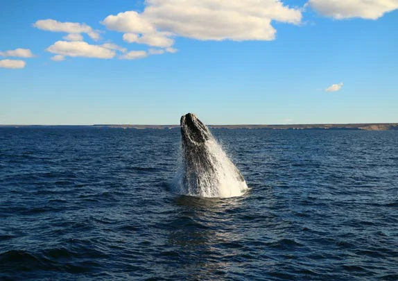 Une baleine franche australe à Valdés 
