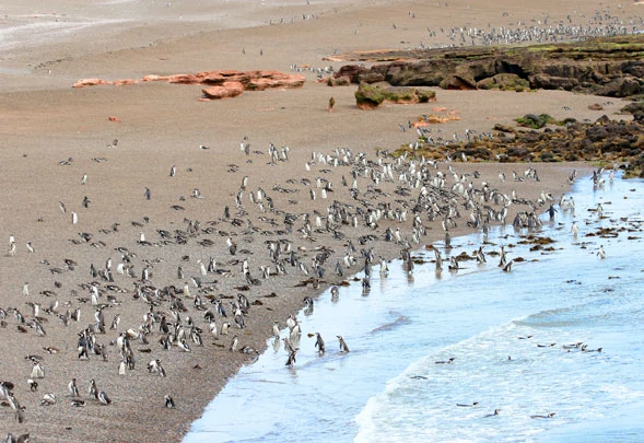 Une colonie de manchots sur une plage de la réserve de Punta Tombo 