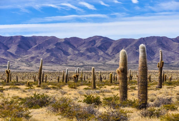 Forêt de cactus du parc national de los Cardones en Argentine
