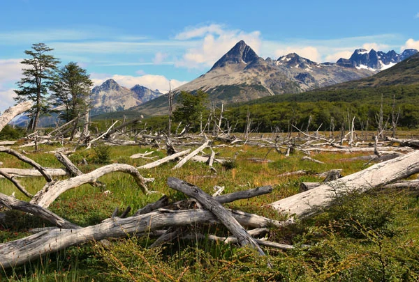 Les arbres détruits par les castors et les tourbières du parc Tierra del Fuego en Argentine
