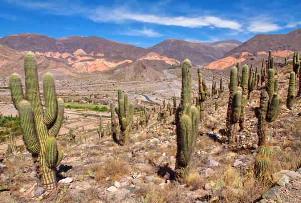 Cactus de la Quebrada de Humahuaca