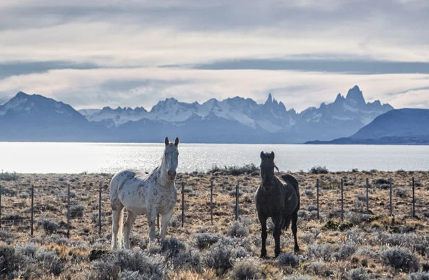 Deux chevaux au bord du Lago Argentino 