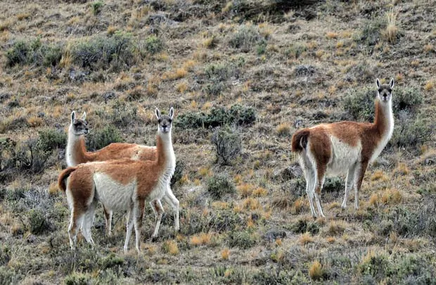 Nature sauvage patagonienne du Parc national Torres del Paine au Chili