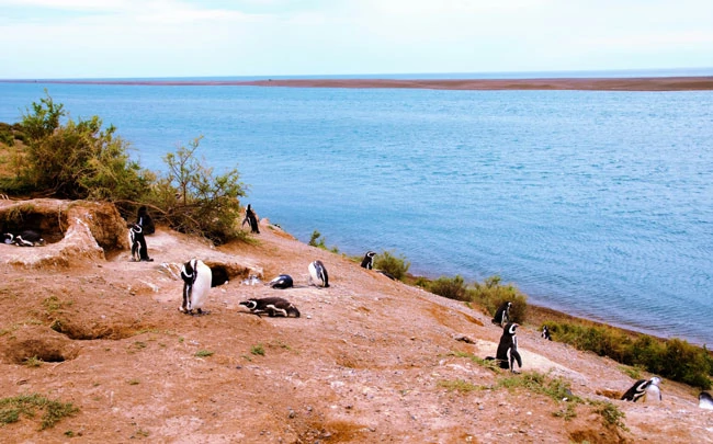 Une colonie de pingouins près de l'océan à Punta Delgada sur la péninsule de Valdes