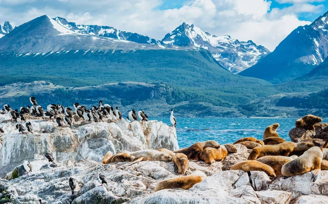 Lions de mer et cormorans du canal de Beagle à Ushuaia en Argentine