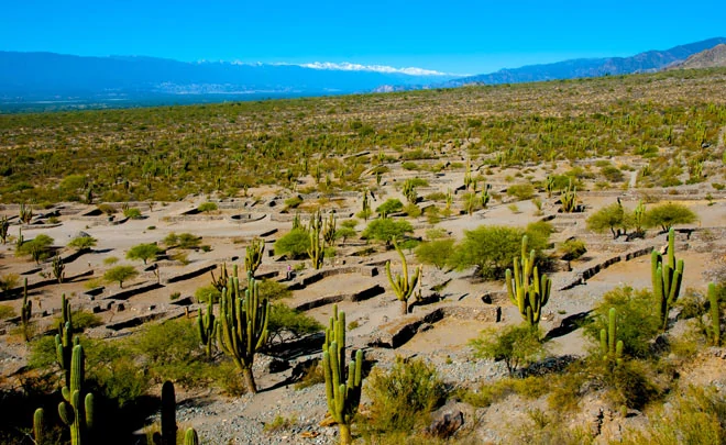 Cactus au cœur des Ruines de Quilmes dans la province de Tucuman en Argentine