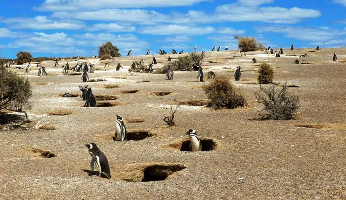 Nids de manchots de Magellan creusés dans le sable de Punta Tombo