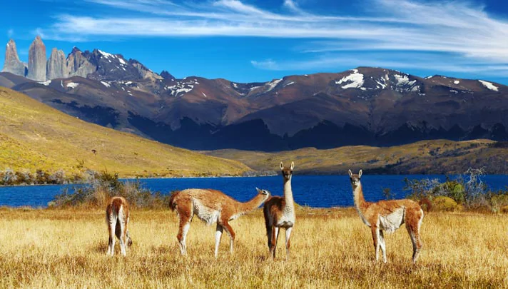 Guanacos sauvages dans le Parc National Torres del Paine 