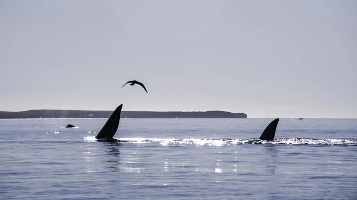 Queues de baleines au large de la Péninsule de Valdés