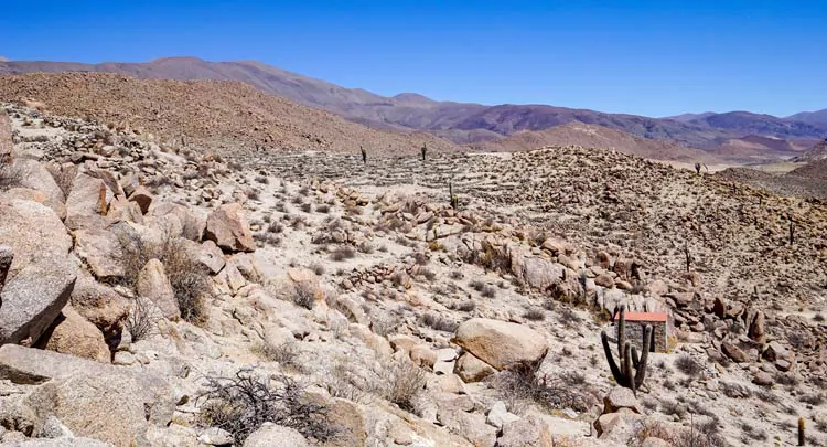 Pentes rocheuses et cactus géants des ruines de Tastil dans la province de Salta en Argentine