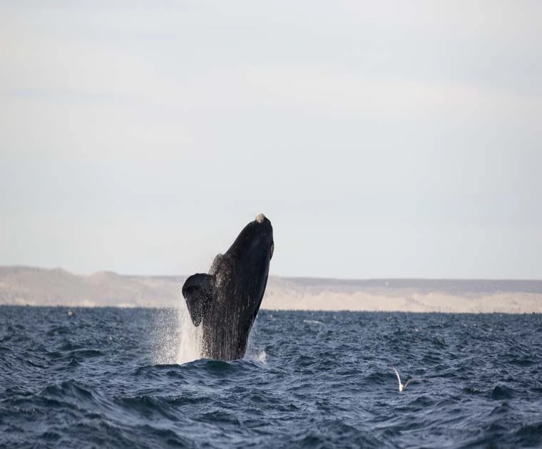 Une baleine sortie des eaux de la Péninsule de Valdès 