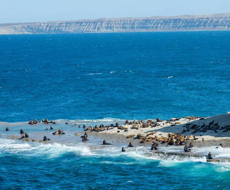 Une colonie de lions de mer sur la Péninsule de Valdés