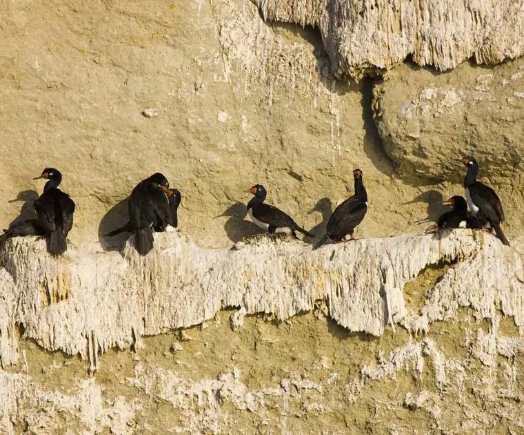 Des cormorans à cou noir dans la Péninsule de Valdès