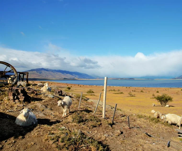 Moutons d'une estancia de la région de El Calafate