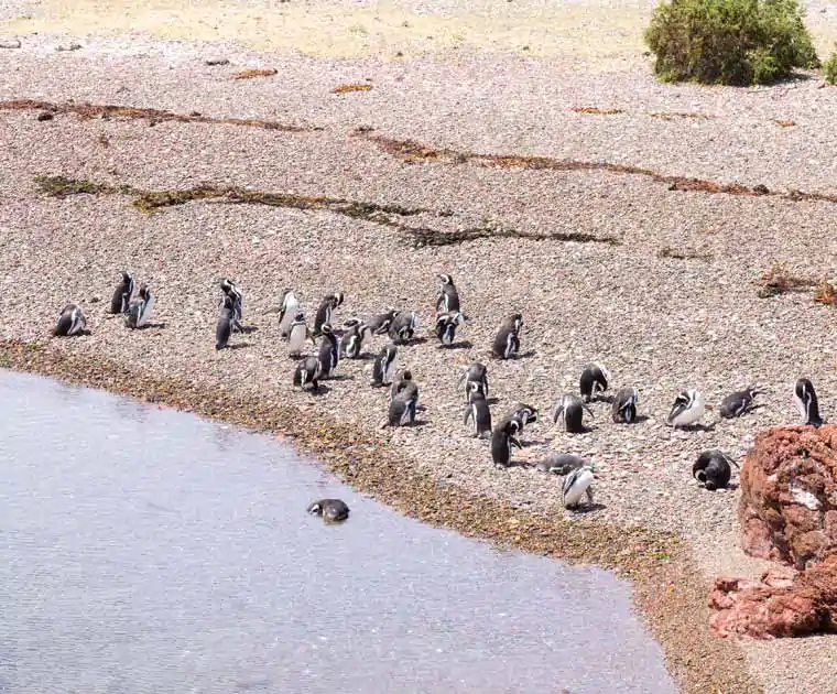 Les manchots de Magellan dans la Réserve de Punta Tombo