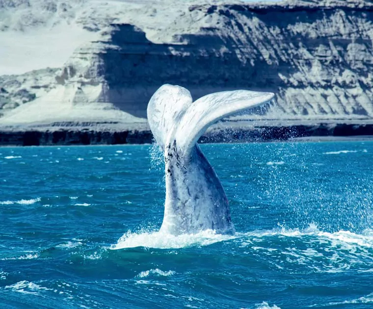 Une queue de baleine émergeant de l'eau dans la Péninsule de Valdès 