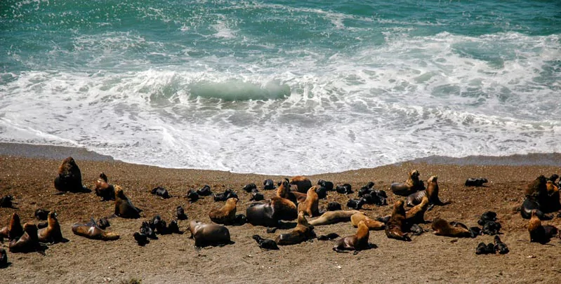 Une colonie de phoques et lions de mer sur une plage de Valdés 