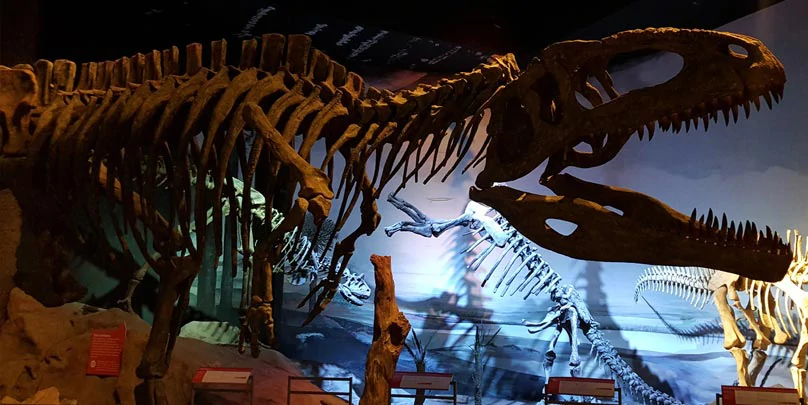 Squelette de T-Rex au MEF 