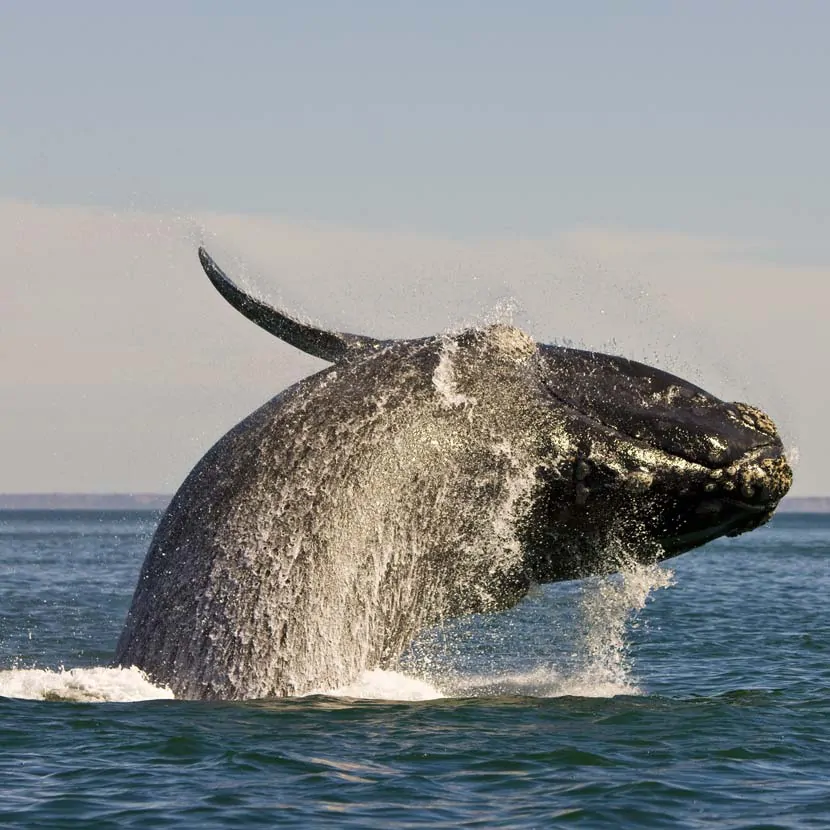 Une baleine franche australe en plein saut 
