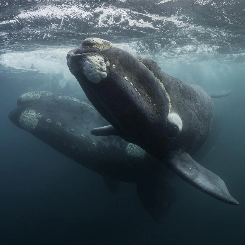 Deux baleines franches sous l'eau 